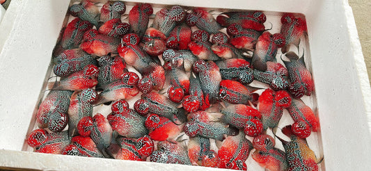 (143) SRD Flowerhorn Fish 4-5in