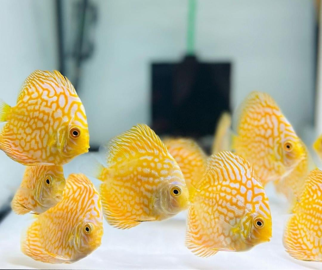 (56) Discus Fish