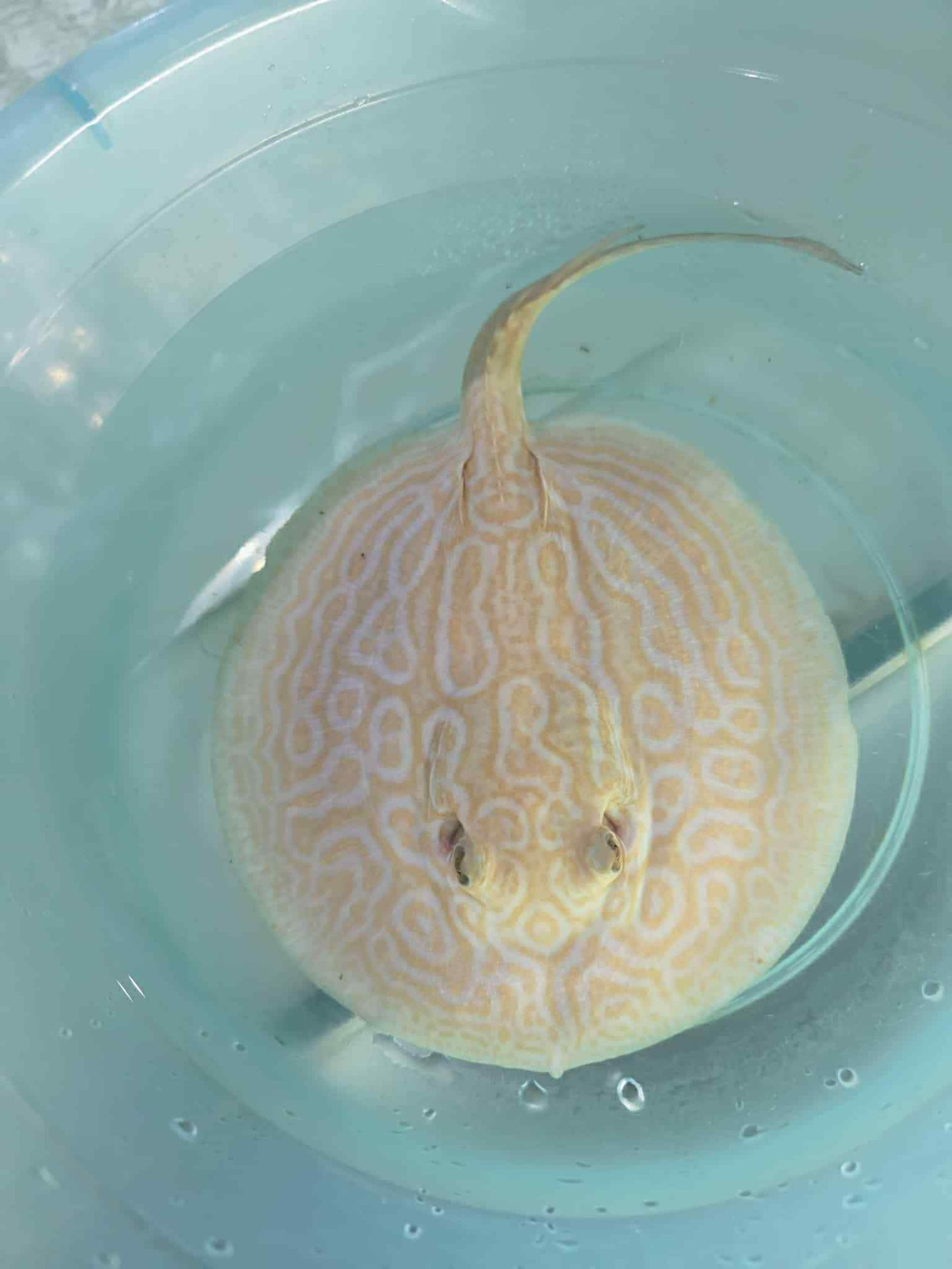 (502) Albino Pearl Black Diamond Stingray Female