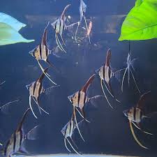 Altum Angel River Atabapo 2in ( pack of 5)