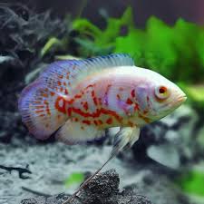 (133)Albino Tiger Oscar 3''