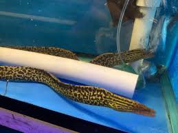 (146) Tiger Monray Eels 10inches