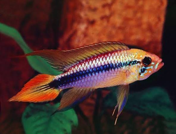 (127)Double Red Agassiz's Dwarf Cichlid 1-2''