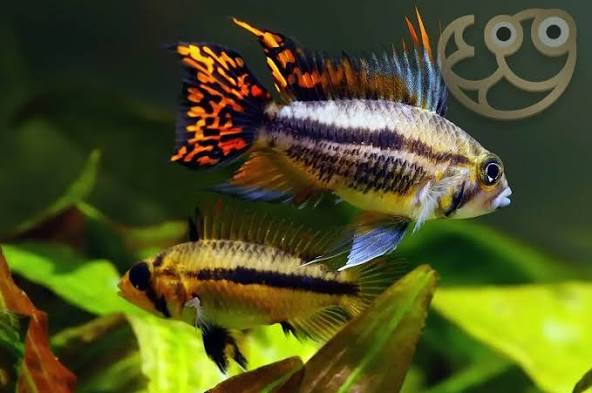 (125) Cockatoo Dwarf Cichlid 1-2''