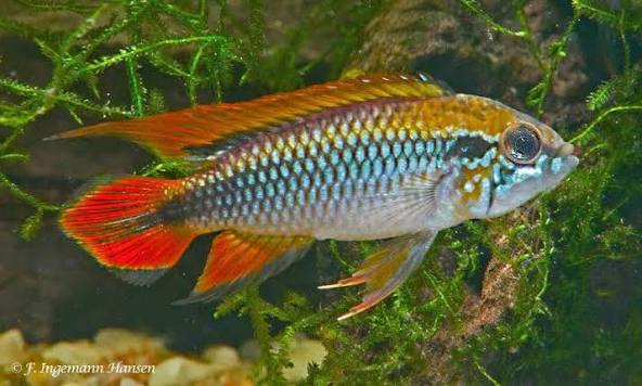 (124) Agassiz's Dwarf Cichlid 1-2''