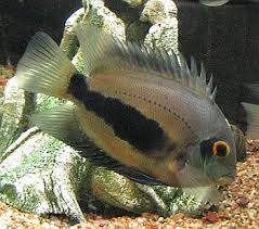 (122) Triangle Cichlid 2''