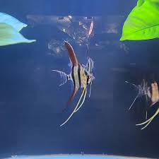(19) Atabapo altum angelfish 2''