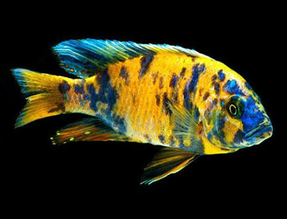 (115) Orange Blotch (OB) Peacock Cichlid 3in
