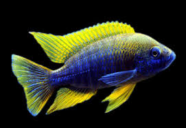 (111) Lemon Jake Cichlid 3in