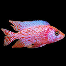 (108) Pink Dragon Blood Peacock Cichlid 3in