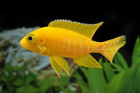(104) Saffron Peacock Cichlid 3in