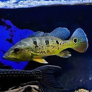 (101) Brokopondo Peacock Bass 3-5''