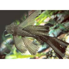 (97) Longfin Bristlenose Pleco 1-2''