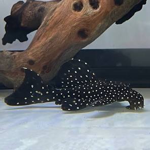 (94) L-240 Galaxy or Vampire Pleco 3-4''
