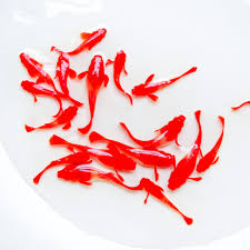 (85) Koi Red Ear Guppy - 1 pair ( 1 male - 1 female )