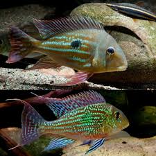 (140) Geophagus winemilleri Cichlid 3-5in