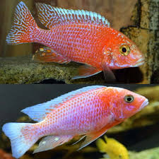 (137) Aulonocara Dragon Blood 1-2''