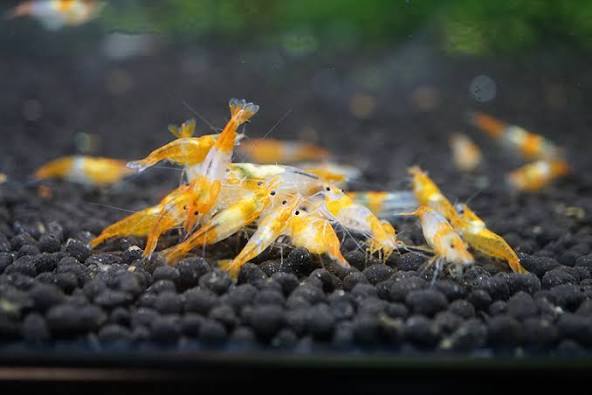 (54) Yellow rili shrimp (pack of 10)