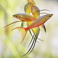 (41) Threadfin rainbowfish