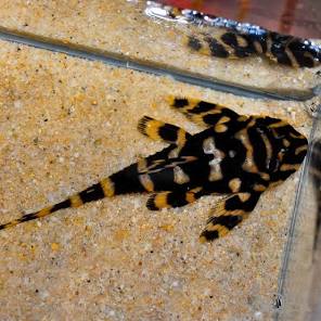 (13) L168 Butterfly Pleco 3''