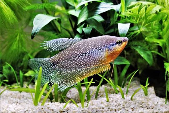 (39) Pearl gourami