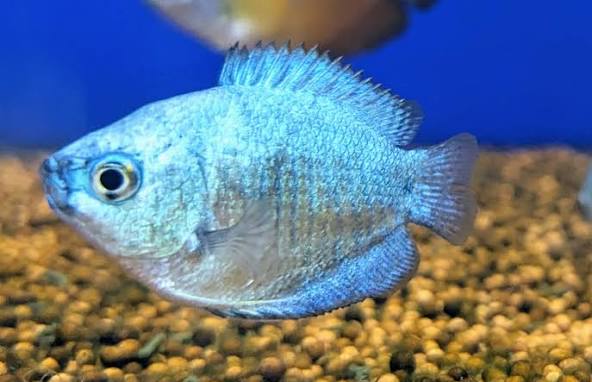 (38) Blue Gourami