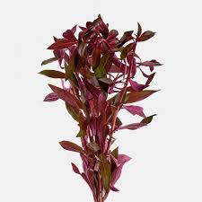 (150) Ludwigia peruensis