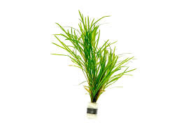 (151) Potamogeton gayi