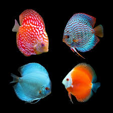 (190) Assorted Discus Young Adult Size