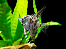 (27) Clown angelfish 1''