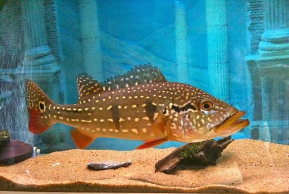 (16) Temensis Peacock bass 7-8in