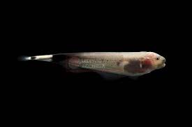 (5) Ghost Leopard Knifefish 3in