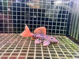(11) L600 Leopard Cactus Pleco 2in