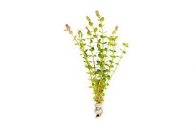 (154) Rotala indica