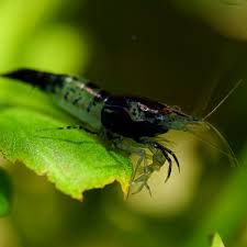 (46) Black brown rili shrimp (pack of 10)