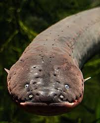 (200) Electric Eels