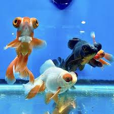 Assorted Goldfish 2-3in (pack of 6)