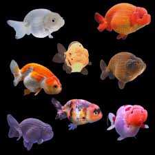 (184) Assorted Ranchu Goldfish