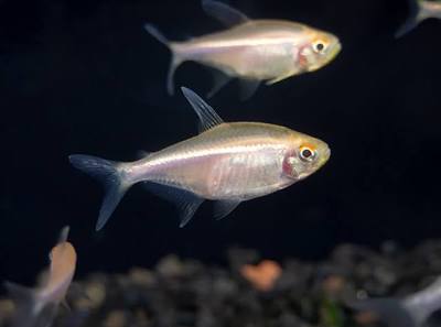 (22) Leucistic Albino Black Neon Tetra