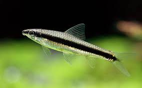 (25) Siamese flying fox