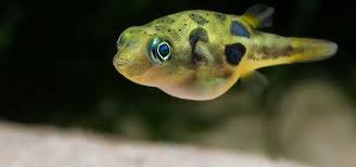 (14) Dwarf Pea puffer