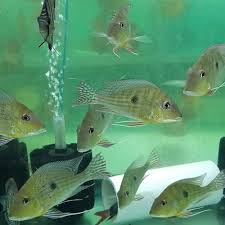 (135) Geophagus abalios 4-5''