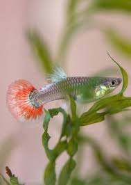 (82) Dumbo Red Tail Guppy 1 pair ( 1 male 1 female )