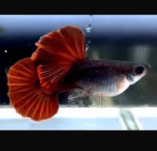 (79)Half Black Red Tail Guppy 1 pair ( 1 male 1 female )