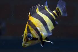 (198) NTT Datnoid - Asian Tiger Fish