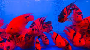 Tiger Parrot Fish (pack of 6) Yellow / Red