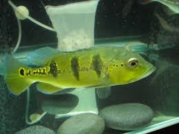 (139) Speckled Peacock Bass 3-5in