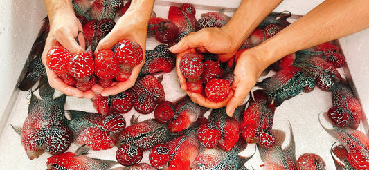 (143) SRD Flowerhorn Fish 4-5in