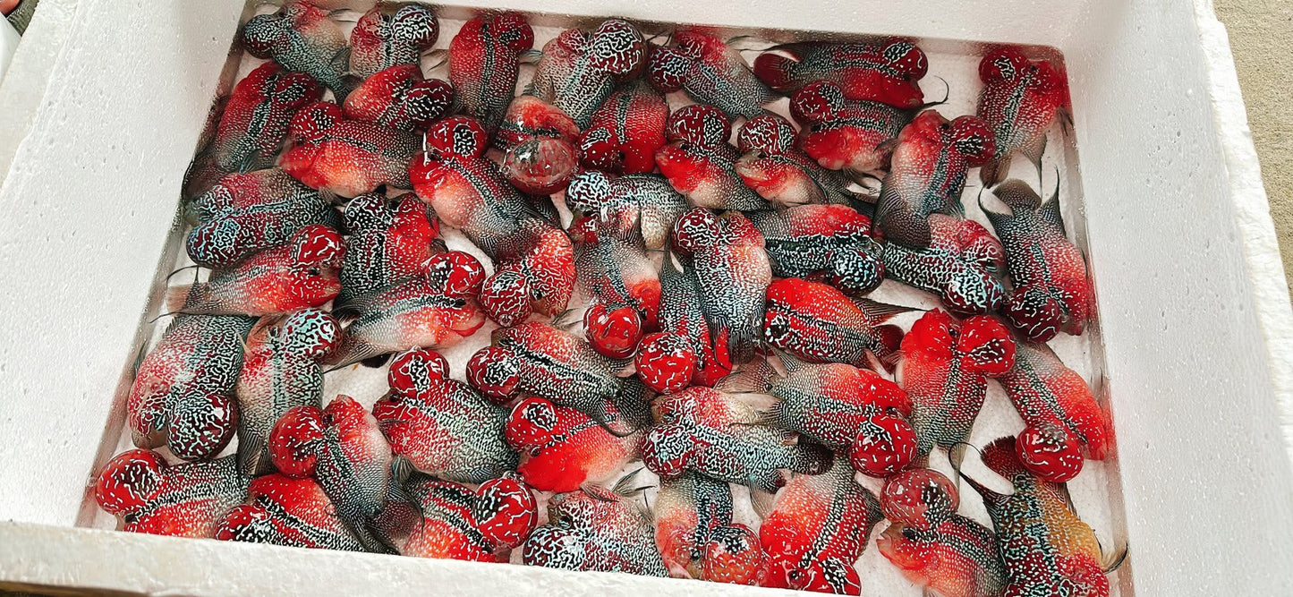 (143) SRD Flowerhorn Fish 4-5in