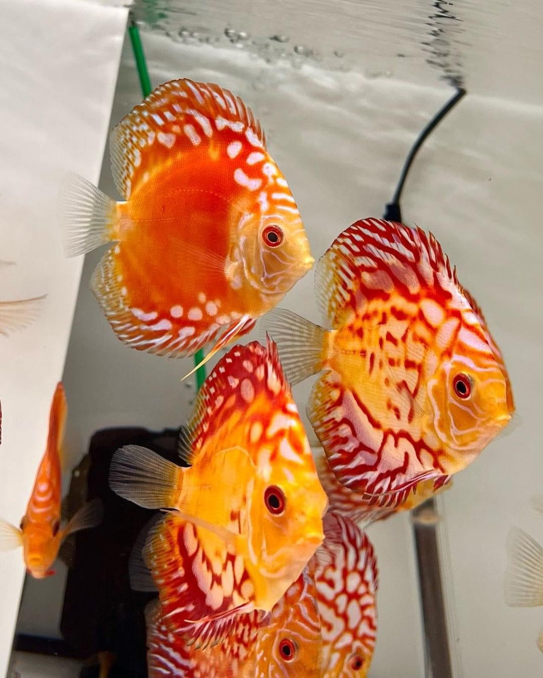 (56) Discus Fish